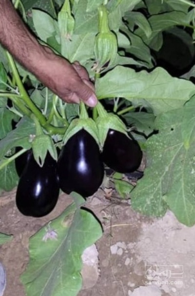 تصویر 1 از قیمت بادمجان دلمه ای شیرین + فروش فوق العاده