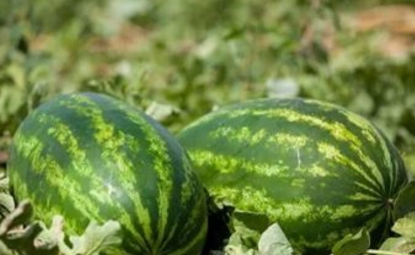 قیمت هندوانه بیضی با شرایط ویژه