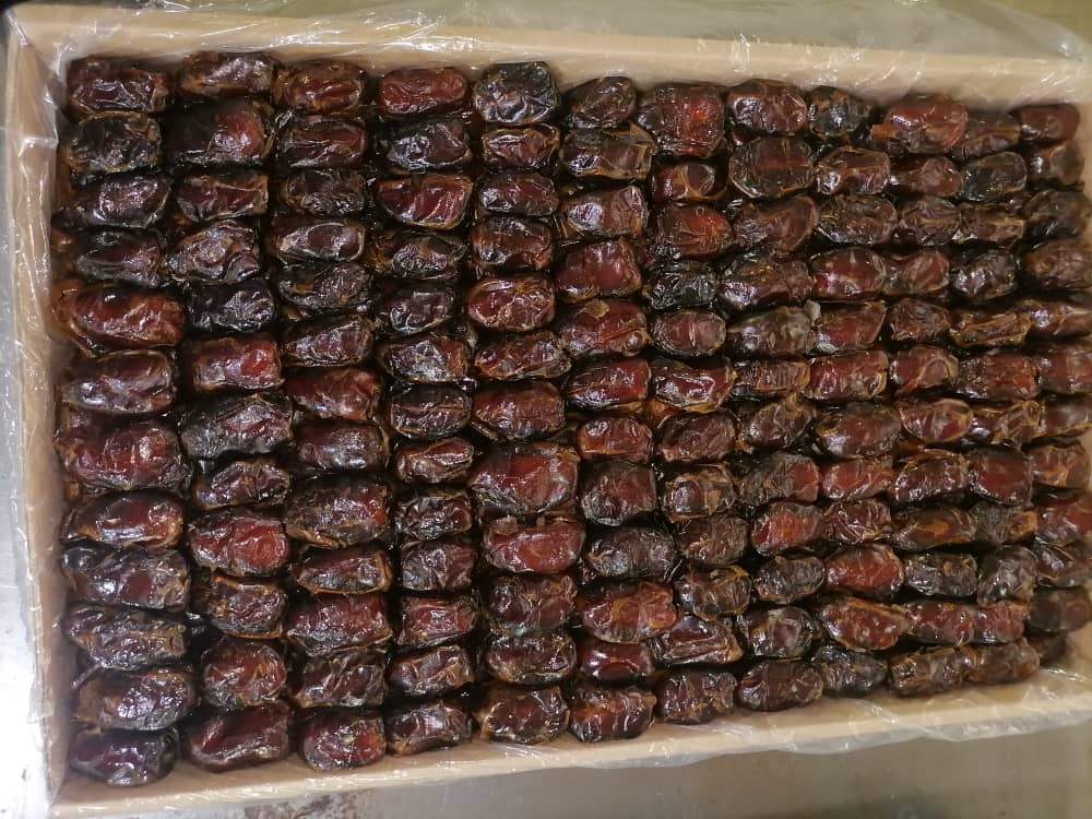 خرما کبکاب صادراتی ممتاز از نخلستان بوشهر