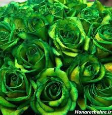 تصویر 2 از خرید و قیمت شاخه گل طبیعی رز هلندی سبز