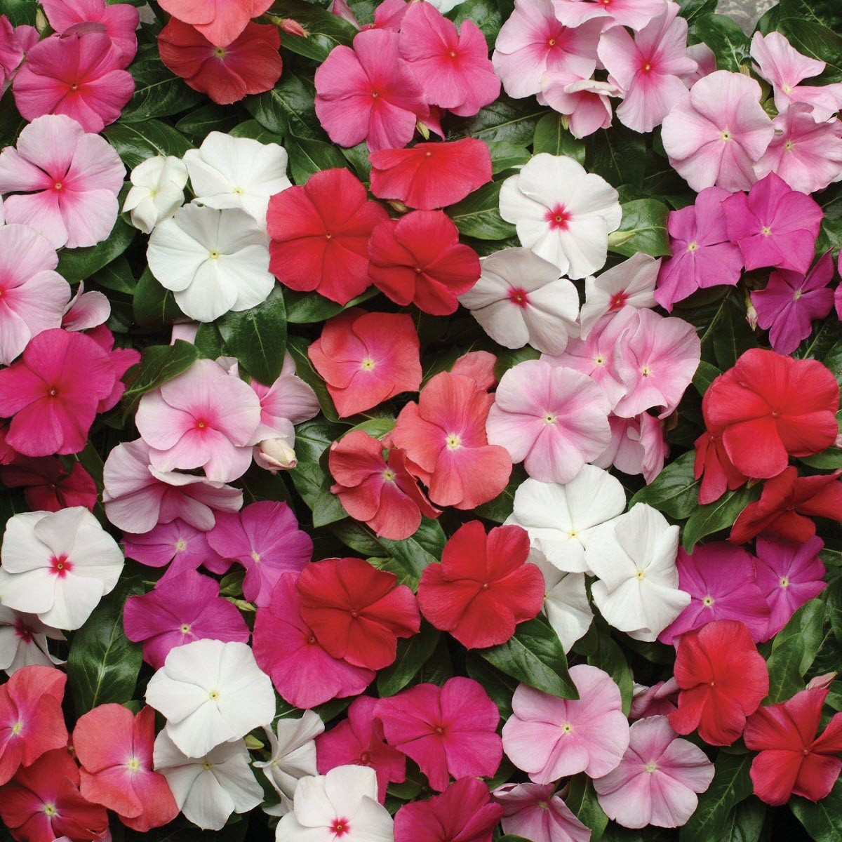 تصویر 1 از قیمت باور نکردنی گل پریوش رونده