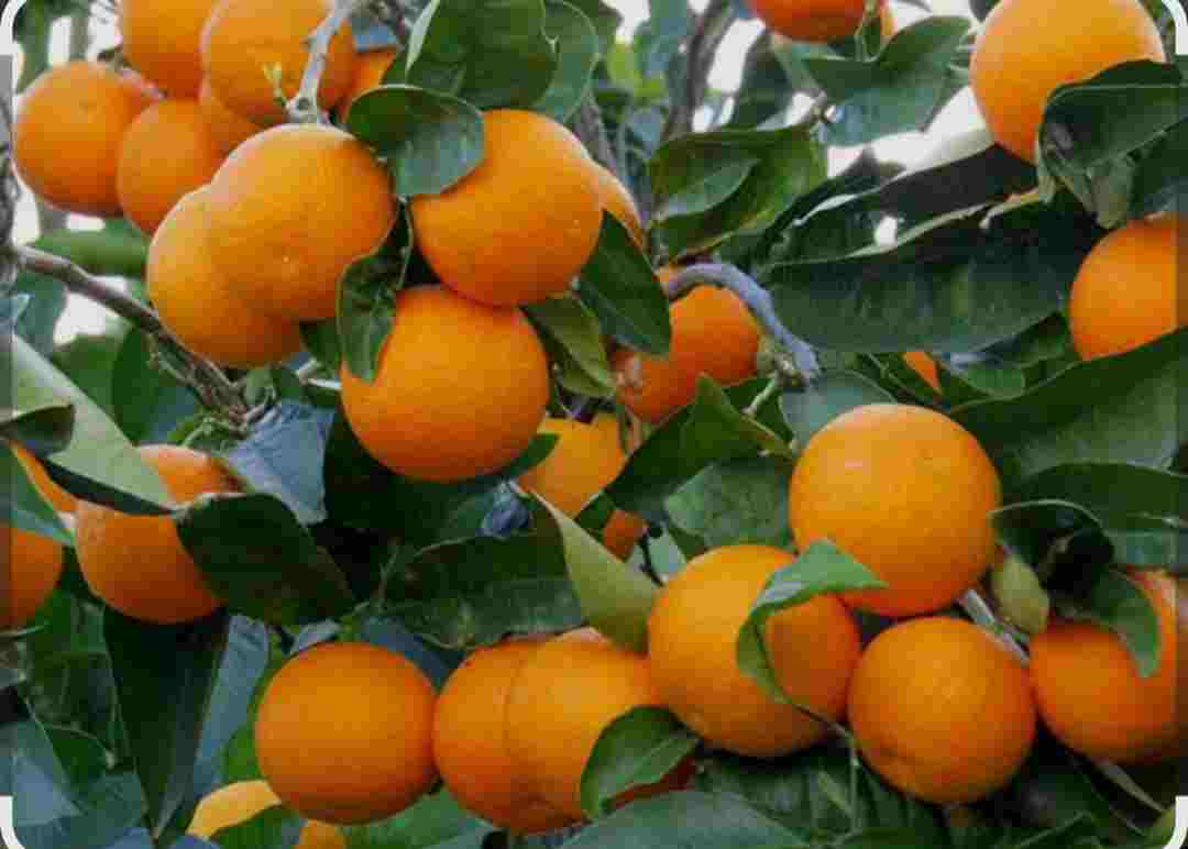 تصویر 3 از قیمت مناسب انواع کود ارگانیک
