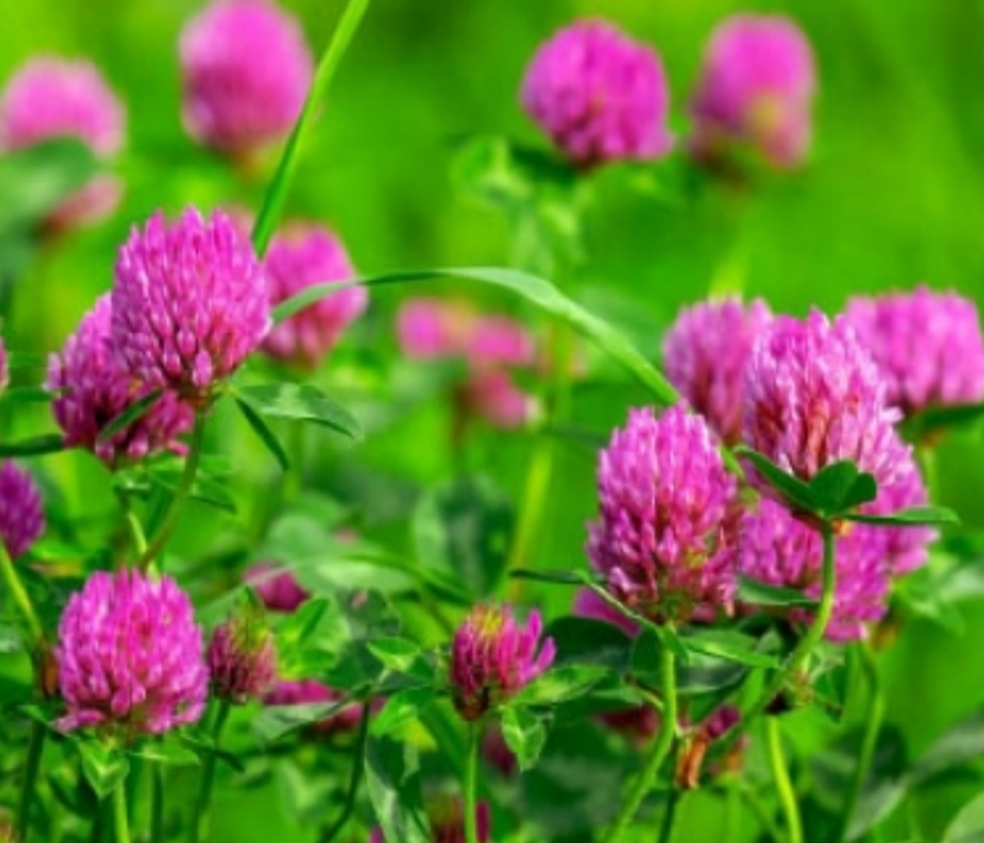 تصویر 4 از خرید و قیمت عمده عرق شبدر برای کم خونی