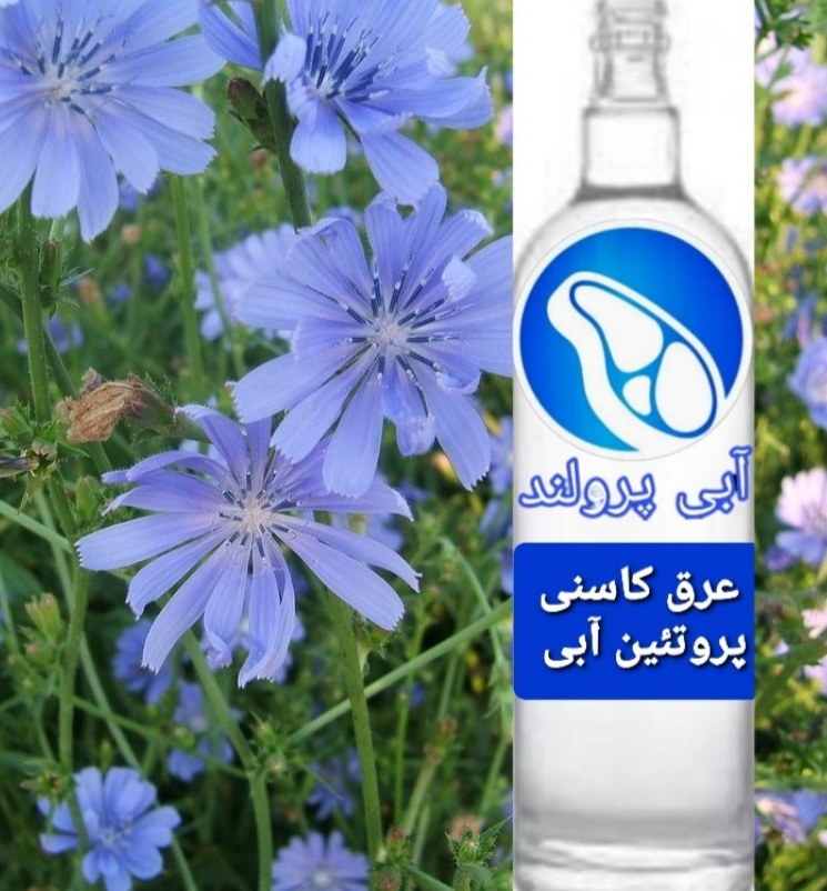 تصویر 1 از قیمت ارزان عرق کاسنی برای کبد