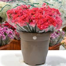 تصویر 1 از قیمت فروش عمده و خرید گل شاخه‌بریده میخک صادراتی