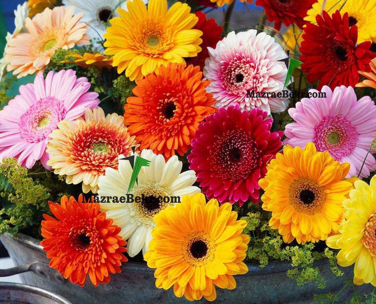 تصویر 1 از قیمت گل شاخه بریده ژربرا