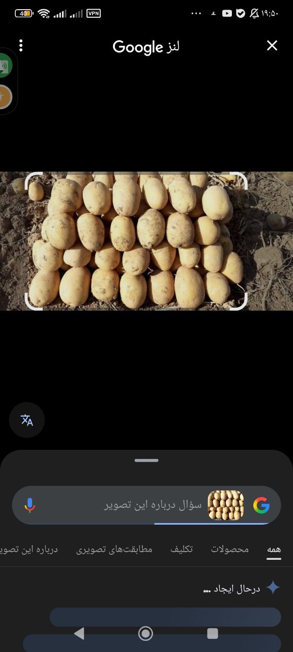 تصویر 2 از سیب زمینی عمده جلی