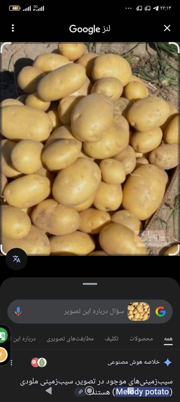 تصویر 4 از سیب زمینی عمده کلمبا