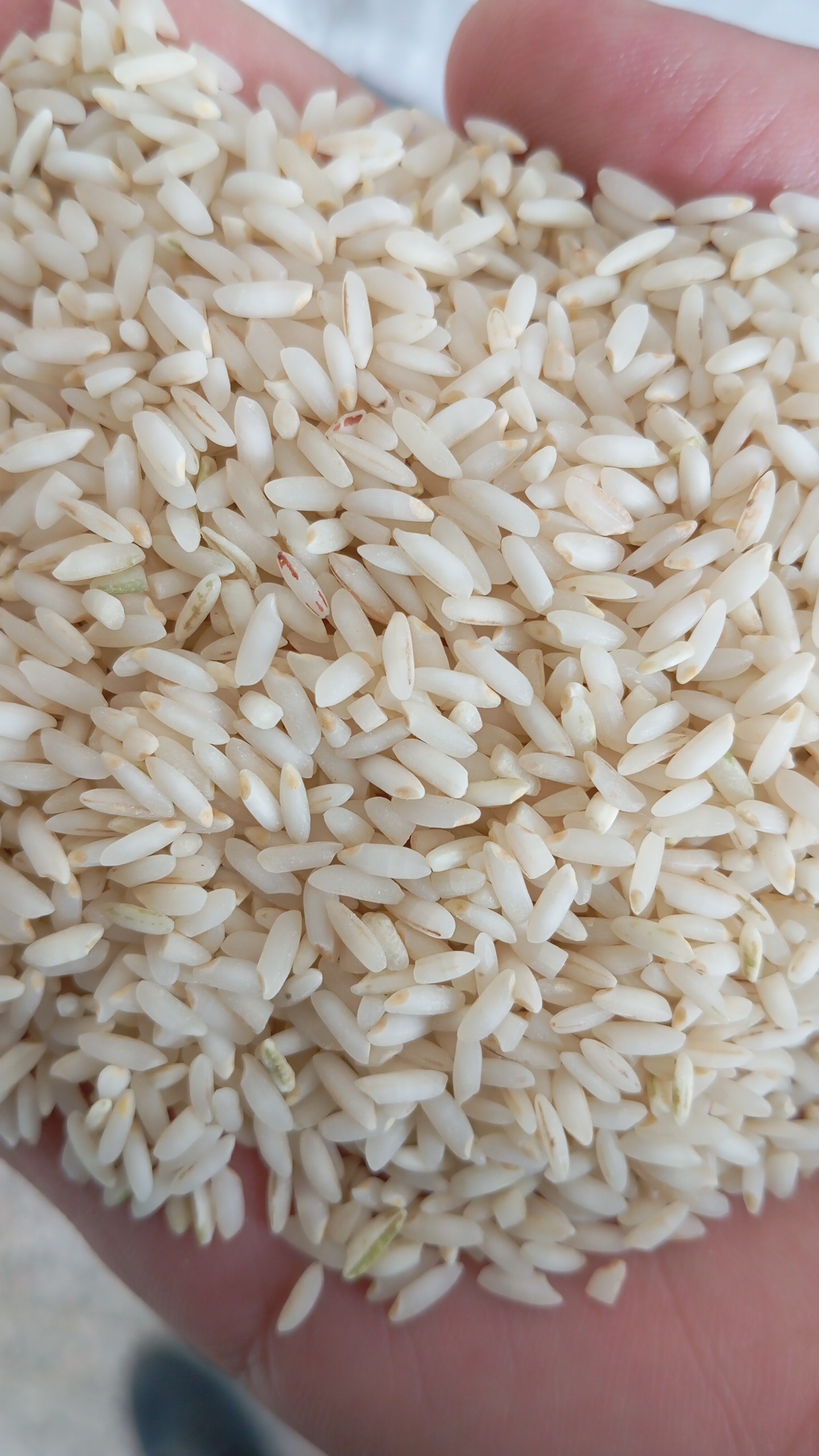 برنج عنبربو شوشتر