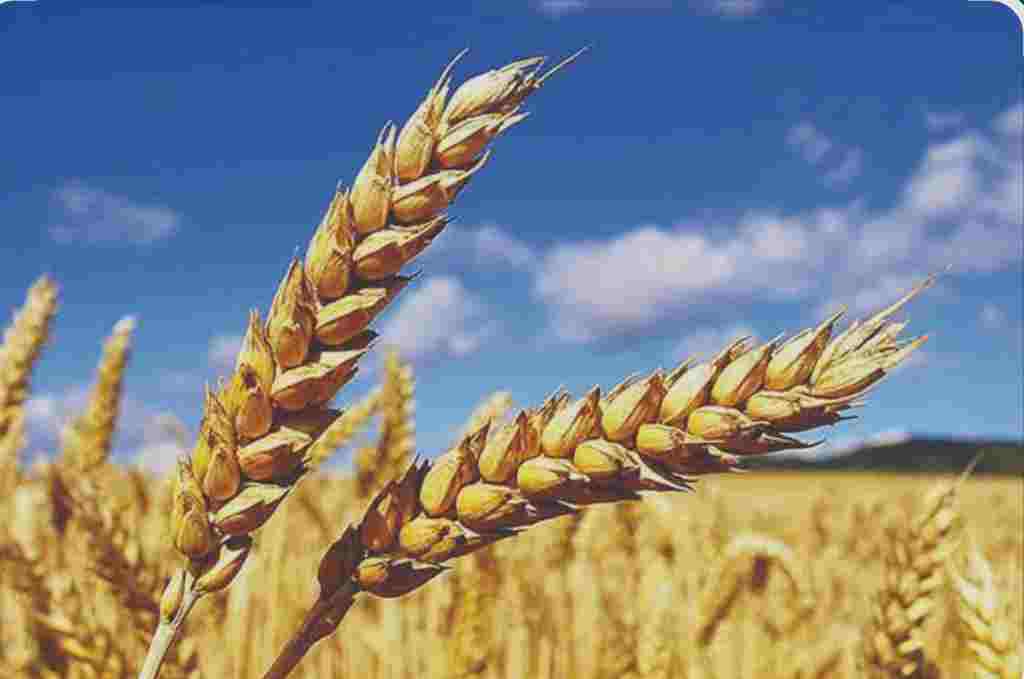تصویر 5 از قیمت ارزان کود کامل ارگانیک