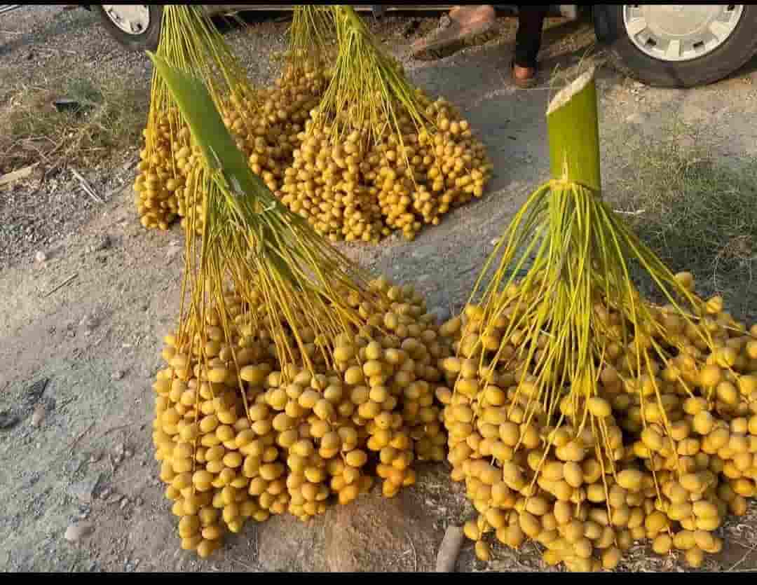 قیمت فروش خرما خارک خوشه + خرید باور نکردنی