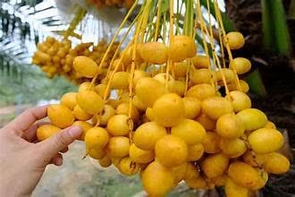 تصویر 1 از قیمت فروش خرما خارک خوشه + خرید باور نکردنی