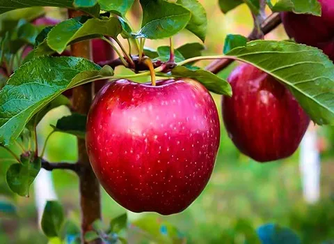 تصویر 2 از قیمت عمده سیب درختی