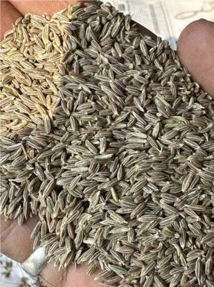 تصویر 4 از نرخ زیره سبز پودری تازه + پاک و معطر