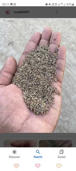 تصویر 5 از نرخ زیره کوهی فله + مناسب داروسازی و عرق‌گیری