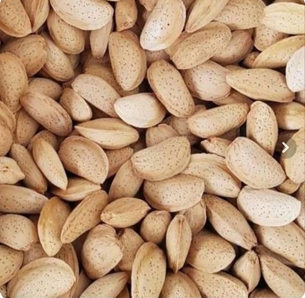تصویر 1 از قیمت بادام درختی سنگی با پوست + فروش عمده