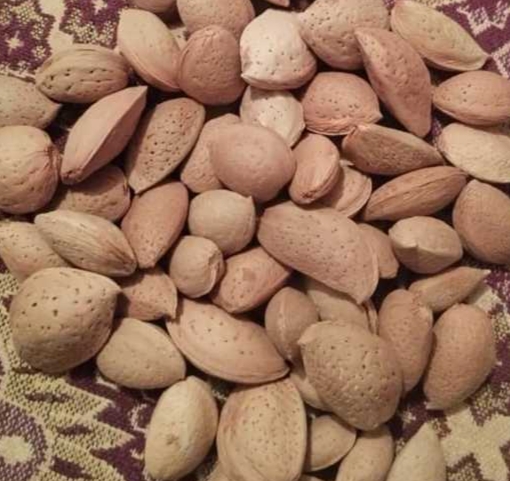 تصویر 2 از قیمت بادام درختی سنگی با پوست + فروش عمده