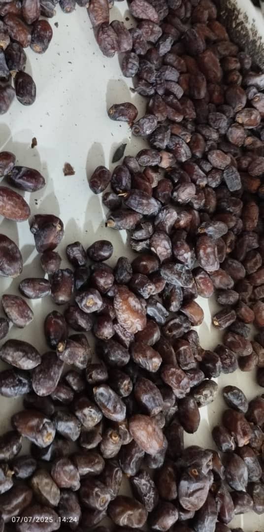 تصویر 2 از خرما کلوته روغن زده صادراتی + قیمت به صرفه