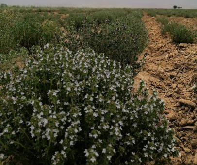 تصویر 2 از عمده فروشی آویشن باغی برگ + قیمت دست اول