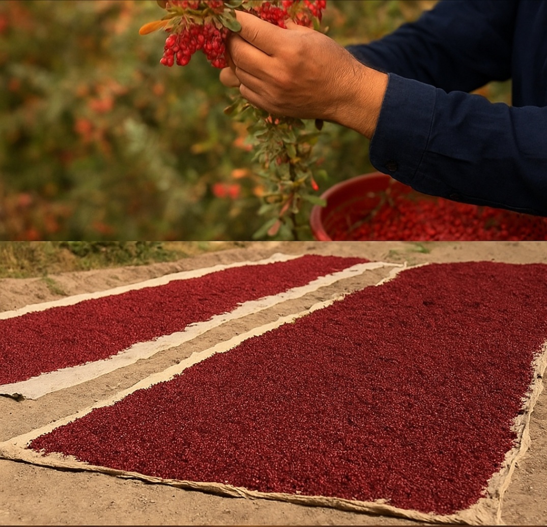 زرشک پفکی صادراتی قائنات