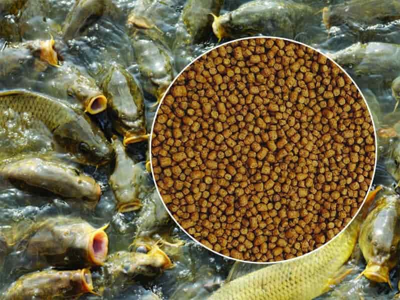 تصویر 1 از خوراک ماهی قزل‌آلا