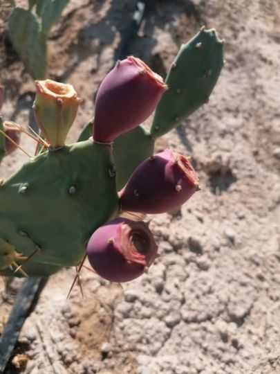 تصویر 2 از فروش عمده میوه کاکتوس + مستقیم از مزرعه