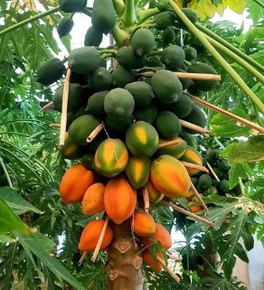 تصویر 3 از فروش عمده پاپایا ردلیدی + مستقیم از مزرعه