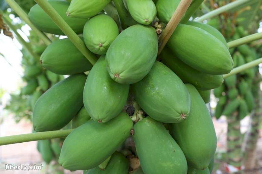 تصویر 1 از فروش عمده پاپایا ردلیدی + مستقیم از مزرعه