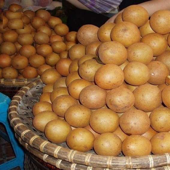 تصویر 2 از فروش عمده نهال چیکو + ارسال مستقیم از گلخانه
