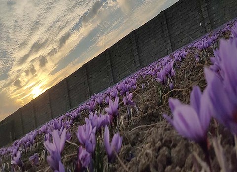 تصویر 1 از قیمت پیاز زعفران در تربت حیدریه امروز + خرید باورنکردنی
