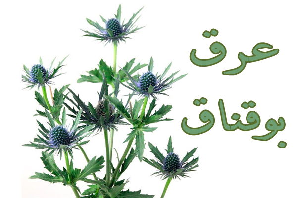 تصویر 1 از عرق بوقناق برای چی خوبه؟ خواص شگفت‌انگیز + قیمت عمده