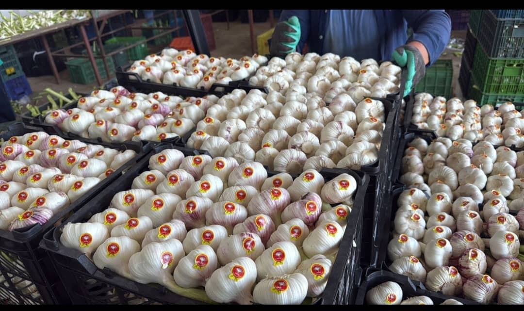 تصویر 1 از فروش عمده سیر همدان + قیمت سیر