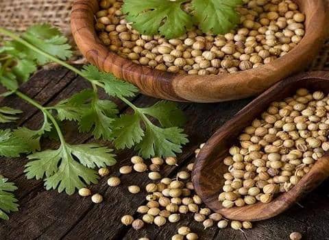 تصویر 3 از خرید بدونه واسطه بذر گشنیز خوشبو