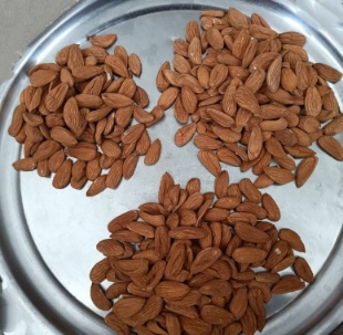 تصویر 2 از قیمت بادام مامایی شهرکرد + فروش ویژه