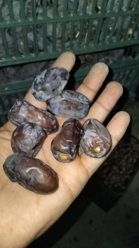 تصویر 2 از خرما کلوته صادراتی کرمان با قیمت استثنایی و کیفیت عالی