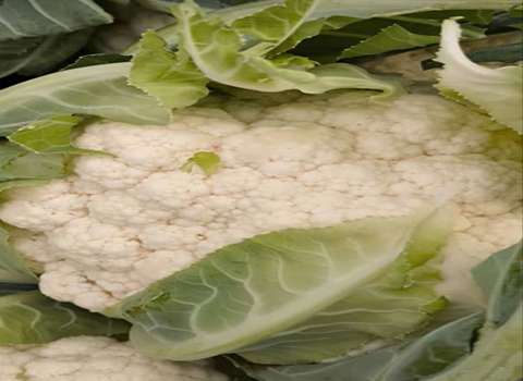 تصویر 1 از خرید و فروش گل کلم