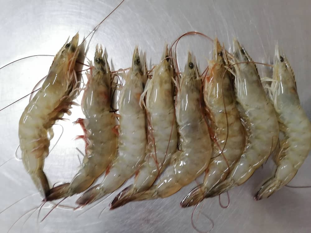 قیمت استثنایی میگو پرورشی جنوب