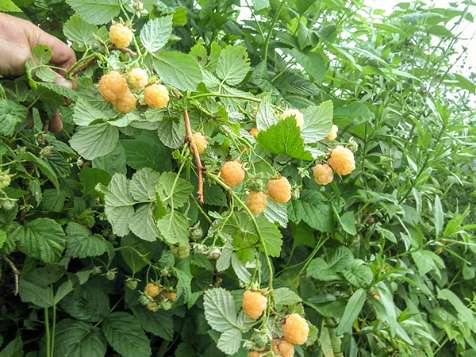 تصویر 4 از مشاوره احداث مزرعه استوایی در ایران