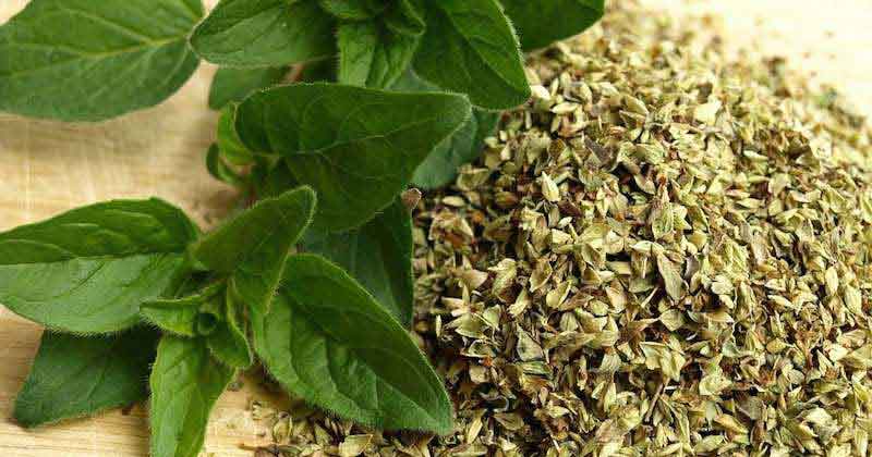 تصویر 1 از قیمت خرید پونه خشک فارس کازرون