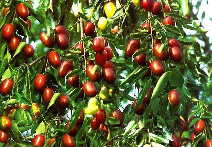 تصویر 2 از خرید عناب تازه بیرجند + قیمت استثنایی