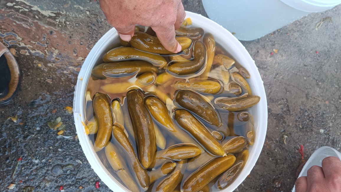 تصویر 3 از قیمت خیارشور دبه ای ویژه همدان + فروش فوق العاده