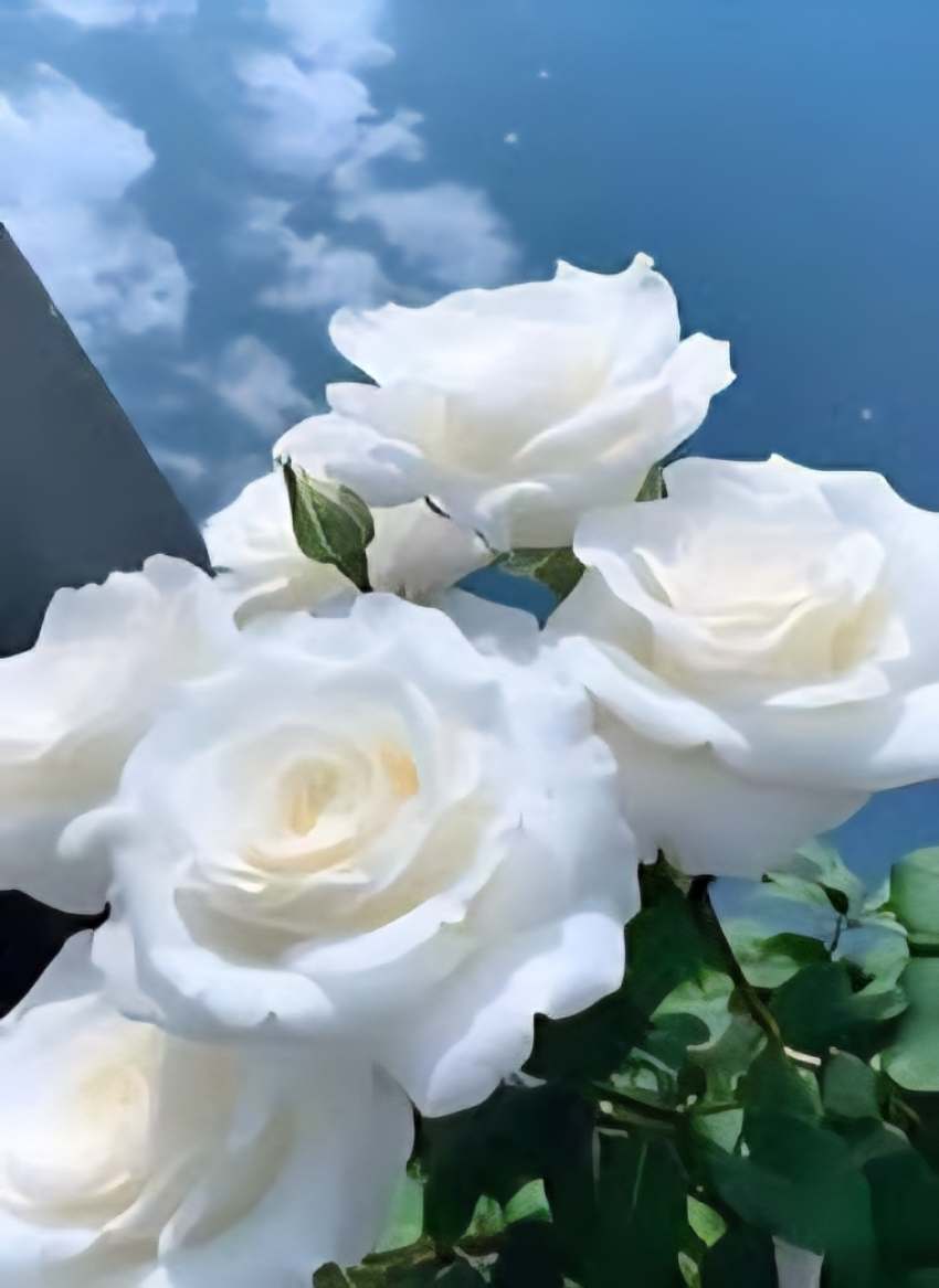 تصویر 3 از فروش ویژه و صادراتی گل رز هلندی با گرید A