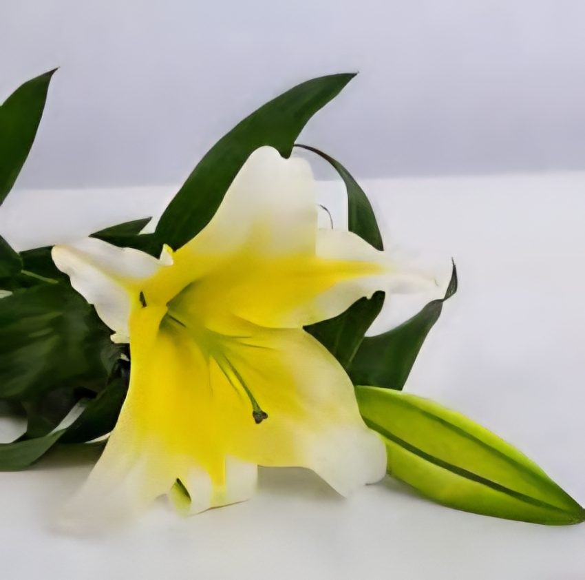 تصویر 4 از خرید و مشخصات گل لیلیوم گرید A + فروش عمده