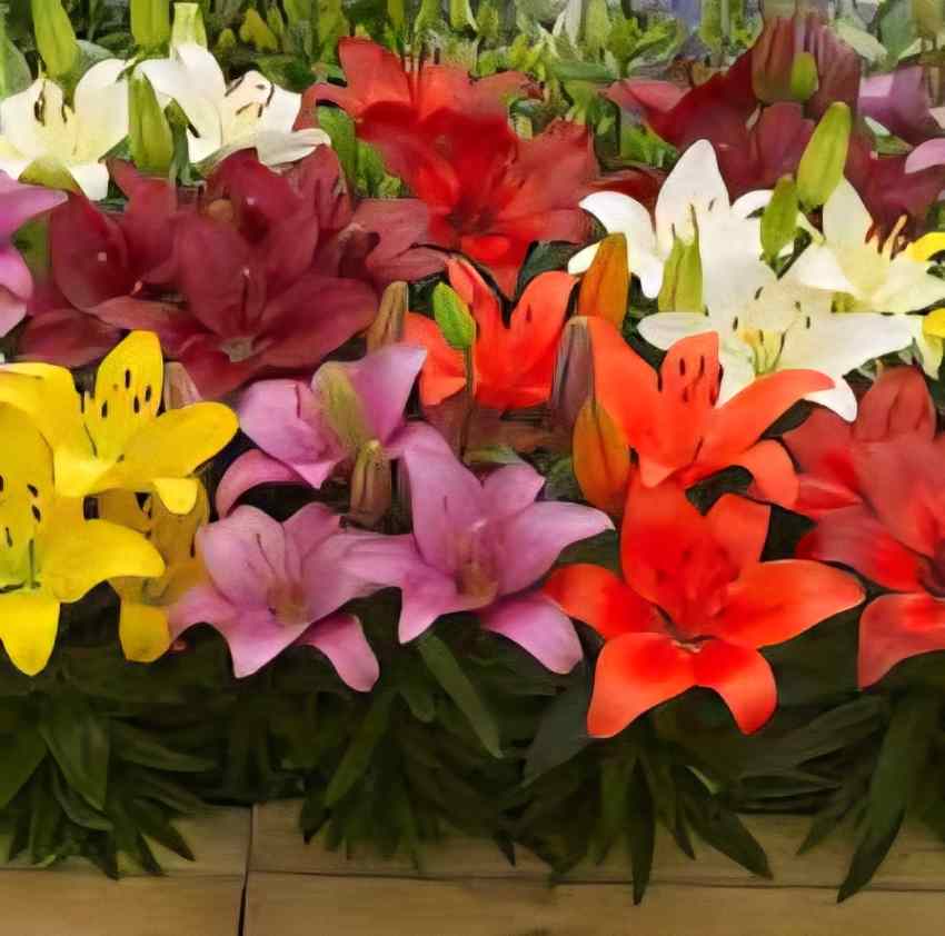 تصویر 5 از خرید و مشخصات گل لیلیوم گرید A + فروش عمده