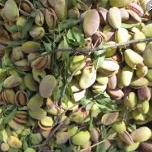 تصویر 3 از خرید بادام سنگی تر + خرید عمده
