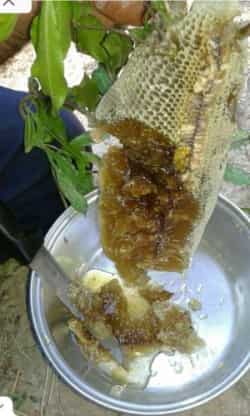 تصویر 4 از خرید مرغوب ترین و با صرفه ترین عسل کوهی