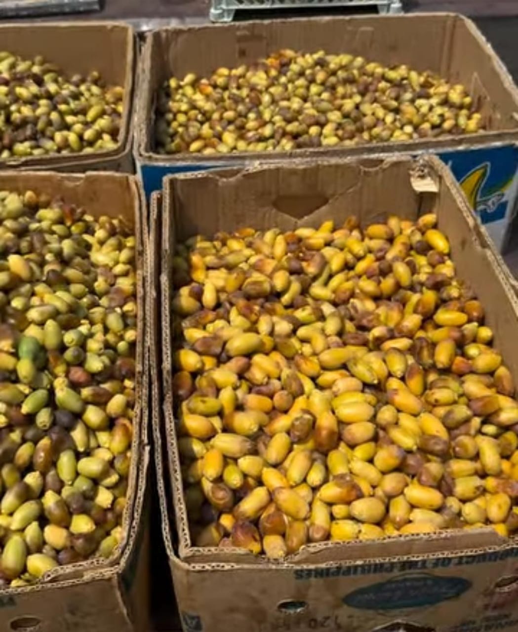 تصویر 2 از قیمت مناسب رطب صادراتی