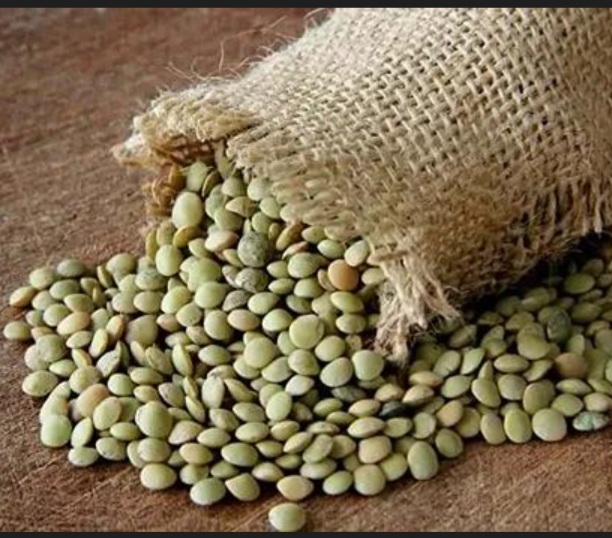 فروش عدس ریز تازه دشت مغان