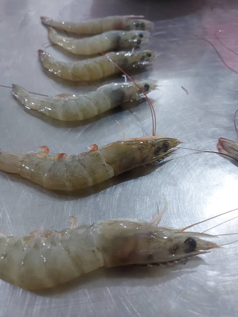 تصویر 1 از فروش عمده میگو صادراتی بندر عباس