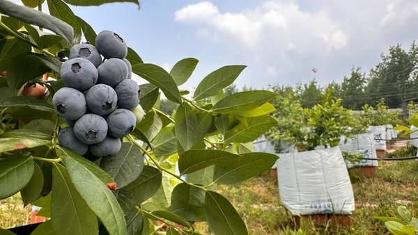 فروش فوق العاده نهال بلوبری رقم های مختلف + مشاوره رایگان کشت